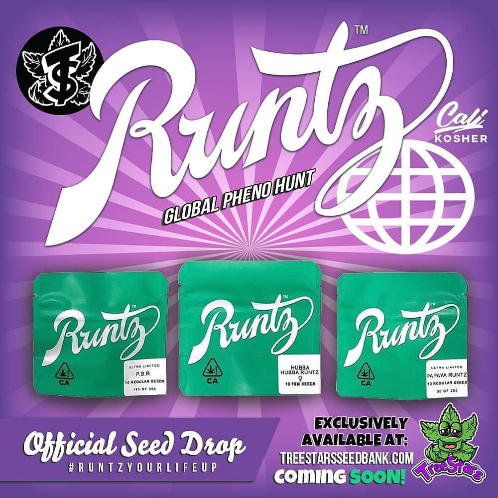 Hubba Hubba Runtz by Compound Genetics (Feminized Seeds)