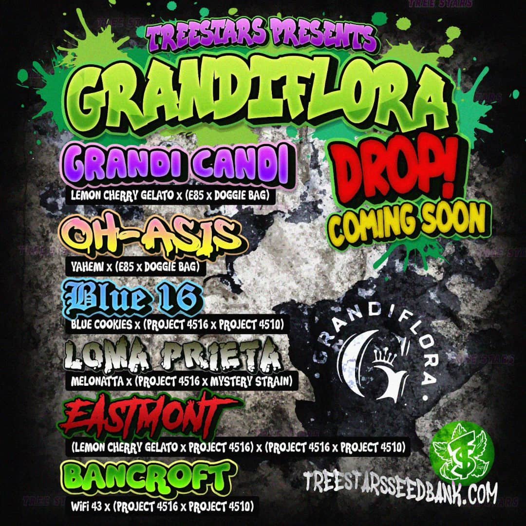 Grandiflora Genetics - Oh-Asis