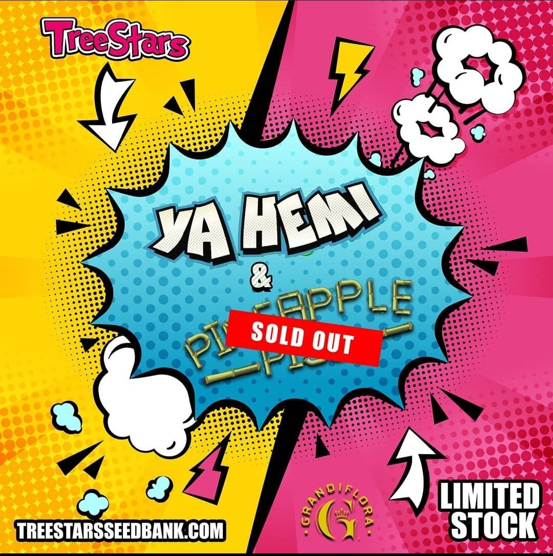YA HEMI (FEM) LIMITED PACKS