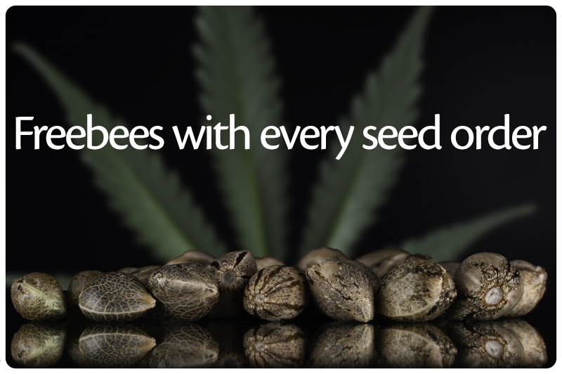 Treestarsseedbank