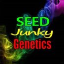 Buy Bubble Gum Marker Cannabis Seeds